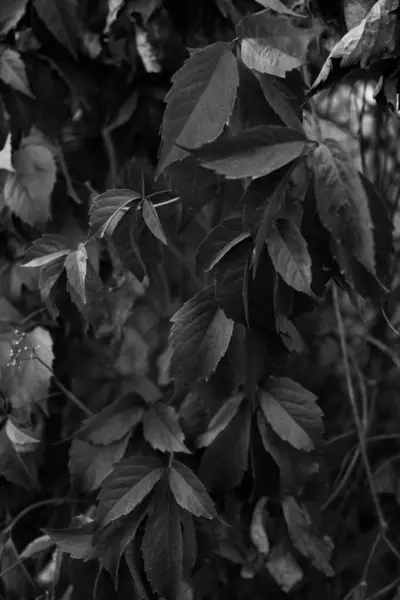 Černé Bílé Květy Rostliny Lese — Stock fotografie