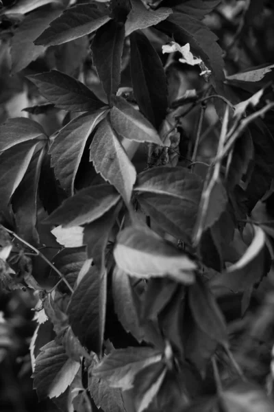 Fleurs Plantes Noires Blanches Dans Forêt — Photo