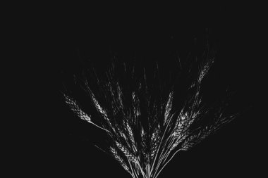 siyah arka plan üzerine buğday Başak