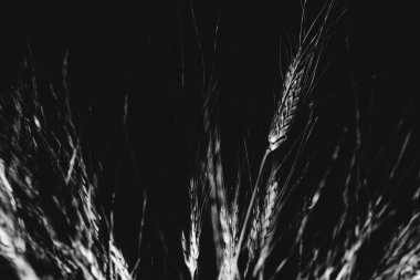 siyah arka plan üzerine buğday Başak