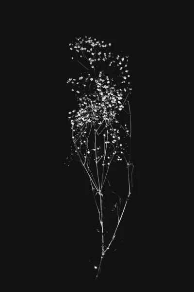 Branche Gypsophila Sec Sur Fond Noir — Photo