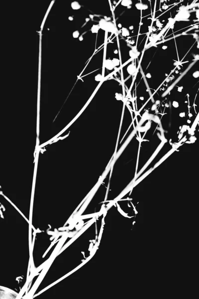 Branch Dry Gypsophila Black Background — Stock Photo, Image