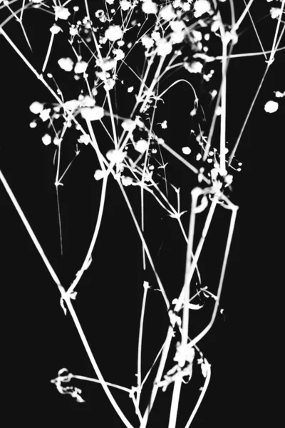 Zweig Trockene Gipsophila Auf Schwarzem Hintergrund — Stockfoto