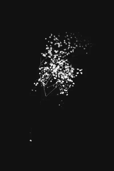 Ветка Сухая Гипсофила Черном Фоне — стоковое фото