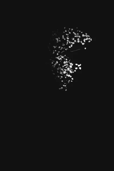 Ветка Сухая Гипсофила Черном Фоне — стоковое фото