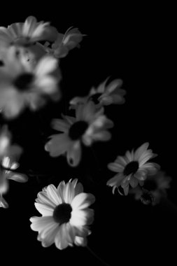 Siyah ve beyaz çiçekli arka plan, beyaz kasımpatı çiçekleri