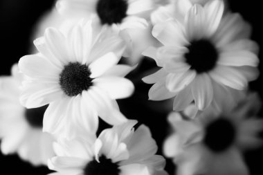 Siyah ve beyaz çiçekli arka plan, beyaz kasımpatı çiçekleri