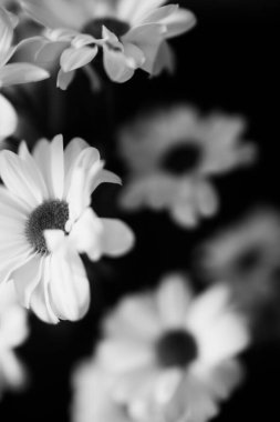 Siyah ve beyaz çiçekli arka plan, beyaz kasımpatı çiçekleri