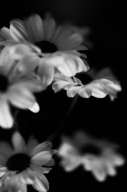 Siyah ve beyaz çiçekli arka plan, beyaz kasımpatı çiçekleri