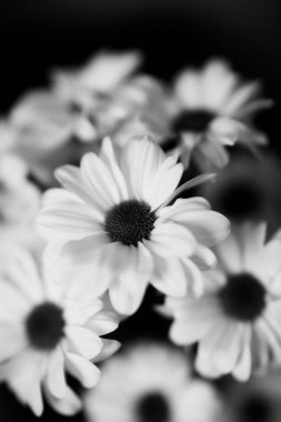 Siyah ve beyaz çiçekli arka plan, beyaz kasımpatı çiçekleri