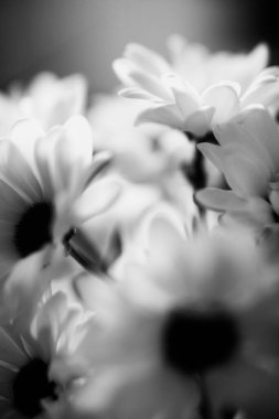 Siyah ve beyaz çiçekli arka plan, beyaz kasımpatı çiçekleri