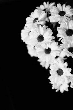 Siyah ve beyaz çiçekli arka plan, beyaz kasımpatı çiçekleri