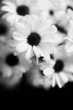 Siyah ve beyaz çiçekli arka plan, beyaz kasımpatı çiçekleri