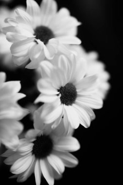 Islak kasımpatı çiçeklerinin siyah beyaz makrofotografı, beyaz yaprakların üzerine su damlaları