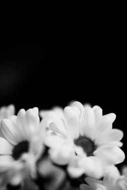 Siyah ve beyaz çiçekli arka plan, beyaz kasımpatı çiçekleri
