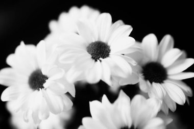 Siyah ve beyaz çiçekli arka plan, beyaz kasımpatı çiçekleri