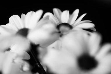 Islak kasımpatı çiçeklerinin siyah beyaz makrofotografı, beyaz yaprakların üzerine su damlaları