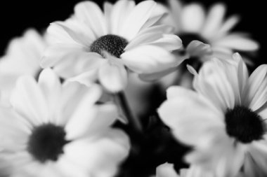 Islak kasımpatı çiçeklerinin siyah beyaz makrofotografı, beyaz yaprakların üzerine su damlaları