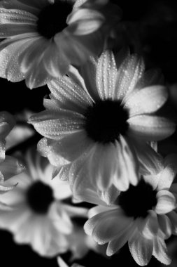 Islak kasımpatı çiçeklerinin siyah beyaz makrofotografı, beyaz yaprakların üzerine su damlaları
