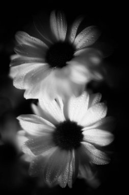 Islak kasımpatı çiçeklerinin siyah beyaz makrofotografı, beyaz yaprakların üzerine su damlaları