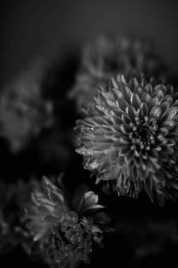 Bir Aster çiçeğinin siyah beyaz fotoğrafı, tarafsız bulanık bir arkaplanda bir buket taze çiçeğin makro fotoğrafı.