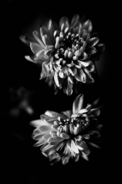 Bir Aster çiçeğinin siyah beyaz fotoğrafı, tarafsız bulanık bir arkaplanda bir buket taze çiçeğin makro fotoğrafı.