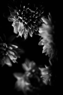 Bir Aster çiçeğinin siyah beyaz fotoğrafı, tarafsız bulanık bir arkaplanda bir buket taze çiçeğin makro fotoğrafı.