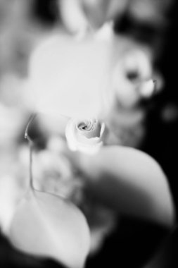 Güzel düğün buketi yakın plan, tropikal bitkiler, okaliptüs ve güllerin karışımı.