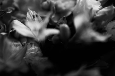 Güzel düğün buketi yakın plan, tropikal bitkiler, okaliptüs ve güllerin karışımı.