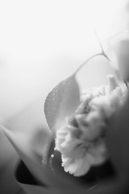 Güzel düğün buketi yakın plan, tropikal bitkiler, okaliptüs ve güllerin karışımı.