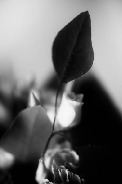 Güzel düğün buketi yakın plan, tropikal bitkiler, okaliptüs ve güllerin karışımı.