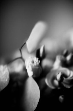 Güzel düğün buketi yakın plan, tropikal bitkiler, okaliptüs ve güllerin karışımı.