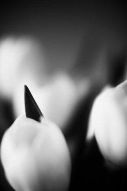 Taze lalelerin güzel siyah beyaz sanat fotoğrafları. Makro fotoğrafçılık, bitki arka planının bulanıklığı ve parıltısı. Mesaj için yer var. Minimalizm kavramı