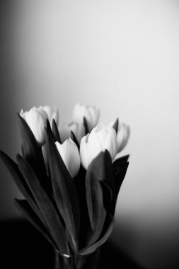 Koyu arkaplanda taze laleler. Mesaj için yer var. Minimalizm kavramı