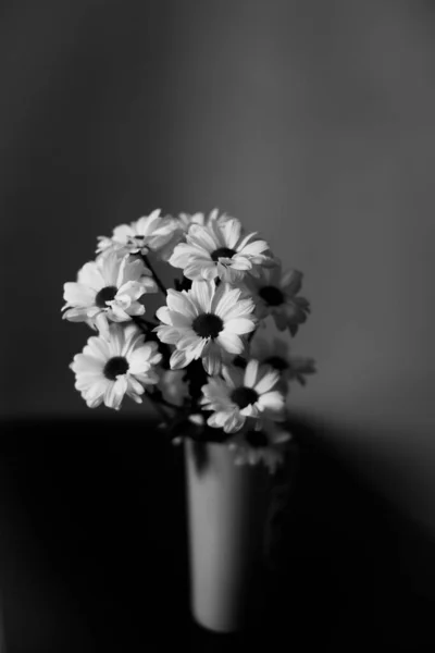 Schwarz Und Weiß Blumiger Hintergrund Weiße Chrysanthemenblüten — Stockfoto