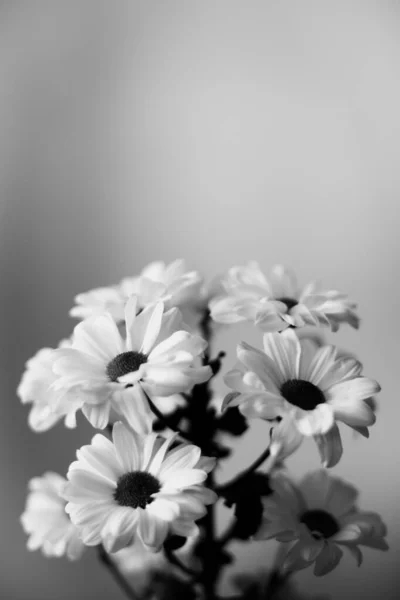 Fond Floral Noir Blanc Fleurs Chrysanthème Blanc — Photo