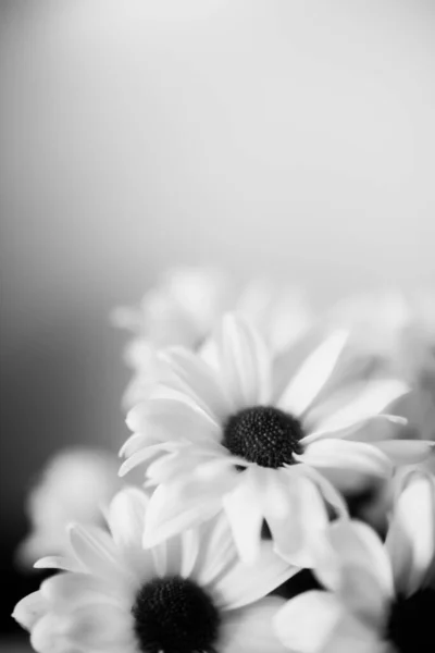 Černobílé Květinové Pozadí Bílé Květy Chryzantémy — Stock fotografie