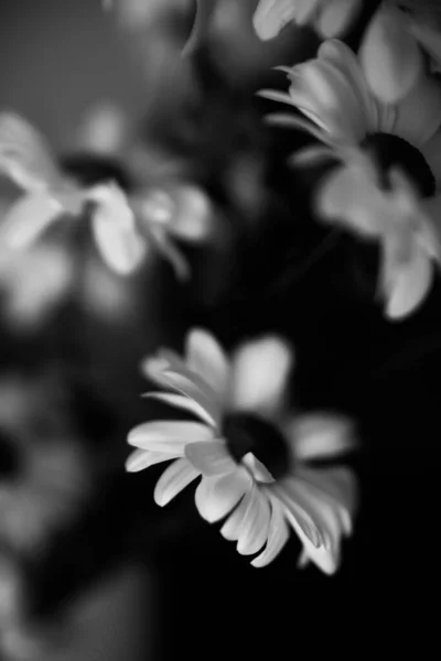 Fondo Floreale Bianco Nero Fiori Crisantemo Bianco — Foto Stock