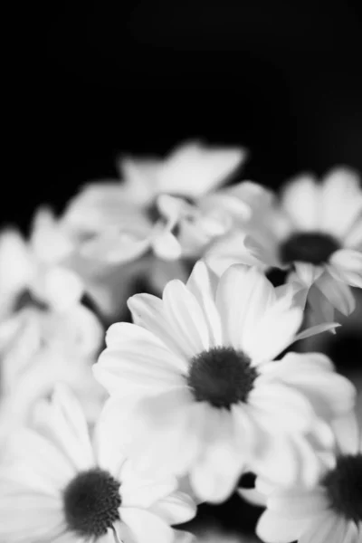 Schwarz Und Weiß Blumiger Hintergrund Weiße Chrysanthemenblüten — Stockfoto