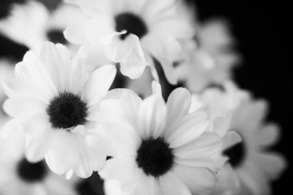 Fond Floral Noir Blanc Fleurs Chrysanthème Blanc — Photo