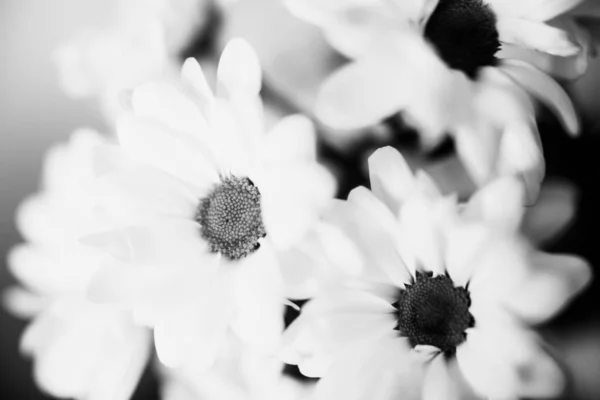 Fond Floral Noir Blanc Fleurs Chrysanthème Blanc — Photo