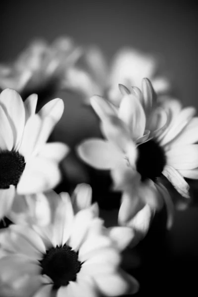 Schwarz Und Weiß Blumiger Hintergrund Weiße Chrysanthemenblüten — Stockfoto