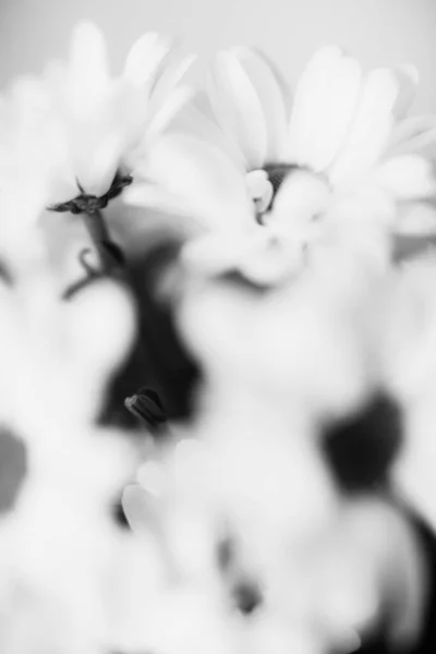 Schwarz Und Weiß Blumiger Hintergrund Weiße Chrysanthemenblüten — Stockfoto