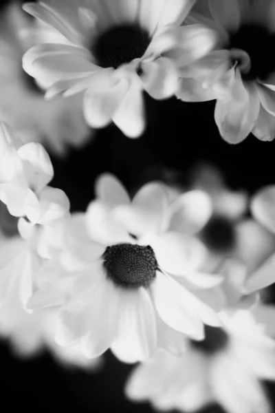 Fond Floral Noir Blanc Fleurs Chrysanthème Blanc — Photo