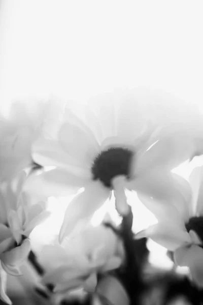 Fond Floral Noir Blanc Fleurs Chrysanthème Blanc — Photo