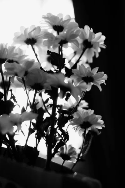 Czarno Białe Tło Kwiatowe Białe Kwiaty Chryzantemy — Zdjęcie stockowe