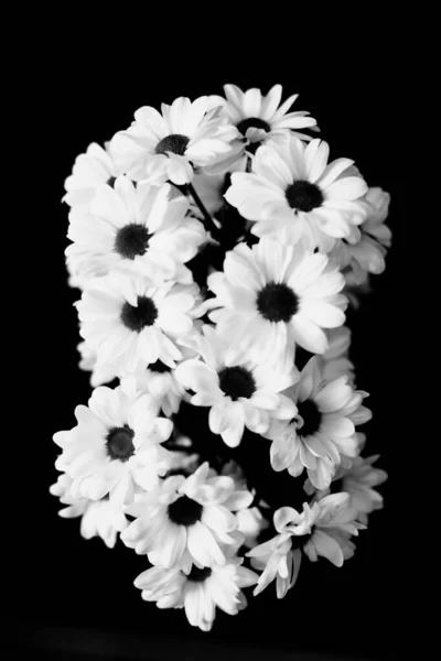 Fond Floral Noir Blanc Fleurs Chrysanthème Blanc — Photo