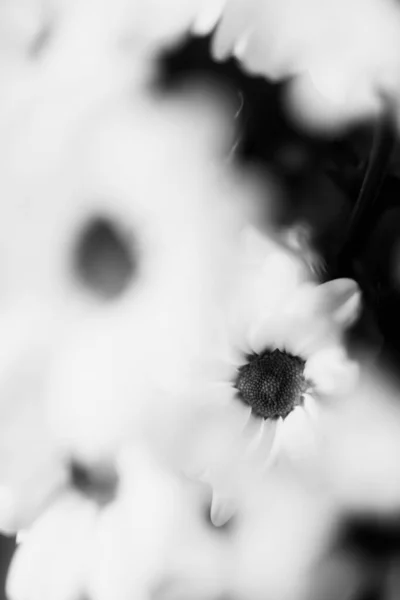 Черно Белый Цветочный Фон Белые Цветы Хризантемы — стоковое фото