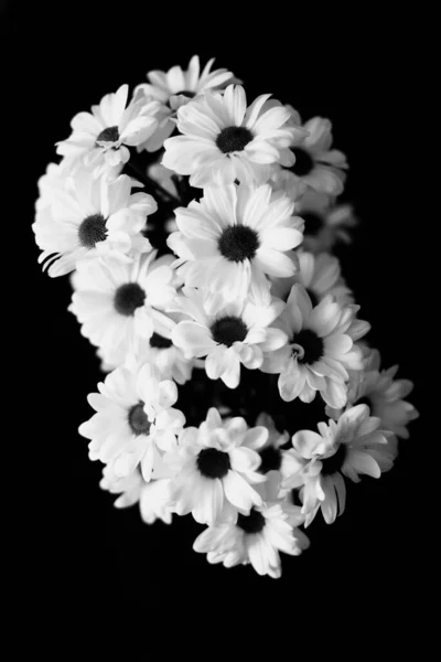 Zwart Wit Bloemen Achtergrond Witte Chrysant Bloemen — Stockfoto