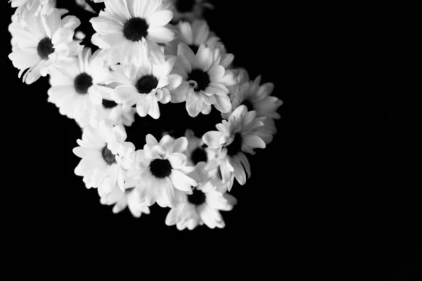 Black White Floral Background White Chrysanthemum Flowers — Stock Photo, Image